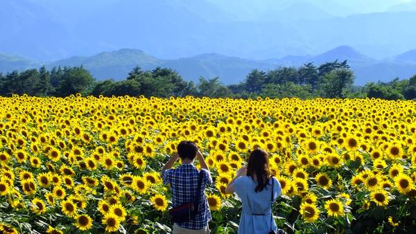 ĐỒI HOA TAM GIÁC MẠCH – ĐỒI HOA HƯỚNG DƯƠNG – SAFARI LAND DIỄN LÂM